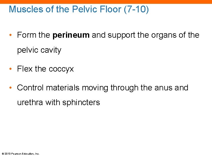 Muscles of the Pelvic Floor (7 -10) • Form the perineum and support the