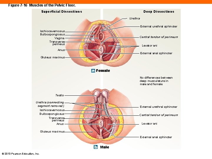 Figure 7 -16 Muscles of the Pelvic Floor. Deep Dissections Superficial Dissections Urethra External