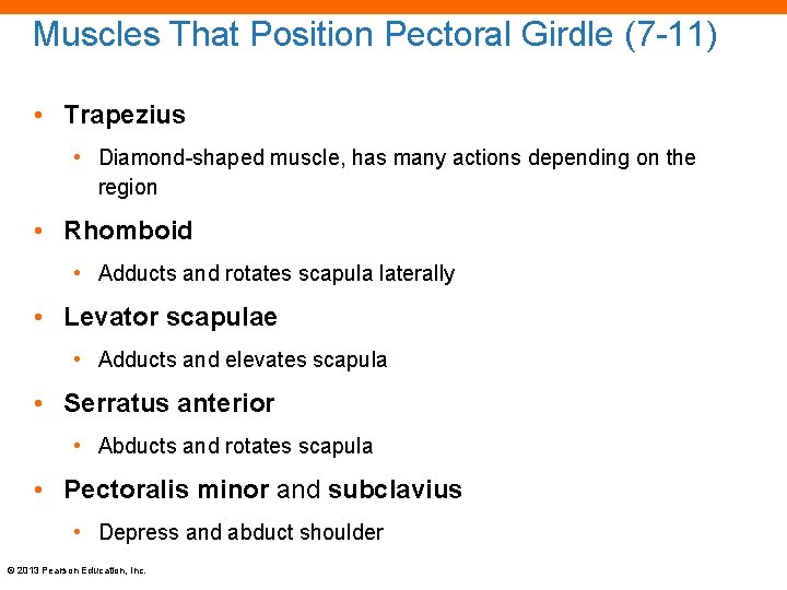 Muscles That Position Pectoral Girdle (7 -11) • Trapezius • Diamond-shaped muscle, has many