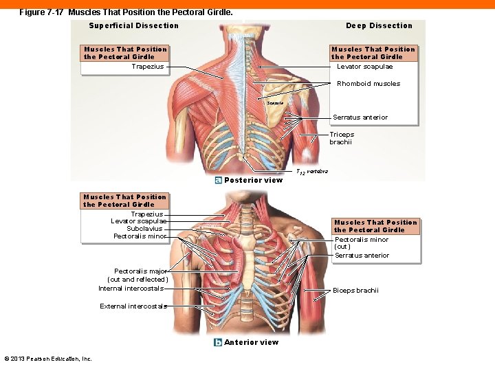 Figure 7 -17 Muscles That Position the Pectoral Girdle. Superficial Dissection Deep Dissection Muscles