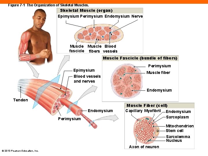 Figure 7 -1 The Organization of Skeletal Muscles. Skeletal Muscle (organ) Epimysium Perimysium Endomysium