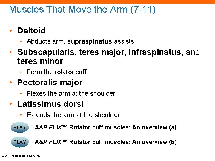Muscles That Move the Arm (7 -11) • Deltoid • Abducts arm, supraspinatus assists