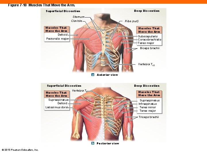 Figure 7 -18 Muscles That Move the Arm. Deep Dissection Superficial Dissection Sternum Clavicle