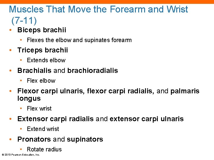 Muscles That Move the Forearm and Wrist (7 -11) • Biceps brachii • Flexes