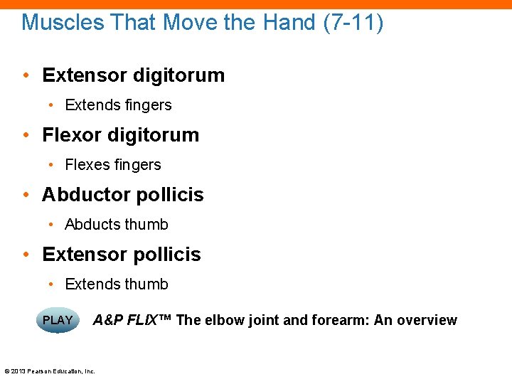 Muscles That Move the Hand (7 -11) • Extensor digitorum • Extends fingers •