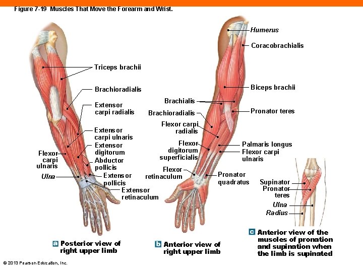 Figure 7 -19 Muscles That Move the Forearm and Wrist. Humerus Coracobrachialis Triceps brachii