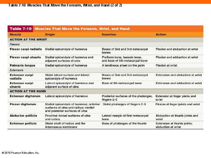 Table 7 -10 Muscles That Move the Forearm, Wrist, and Hand (2 of 2)