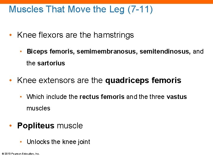 Muscles That Move the Leg (7 -11) • Knee flexors are the hamstrings •