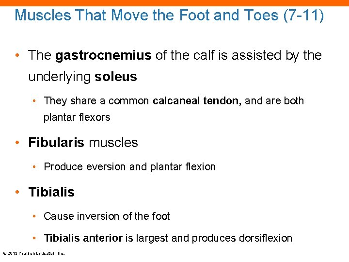 Muscles That Move the Foot and Toes (7 -11) • The gastrocnemius of the