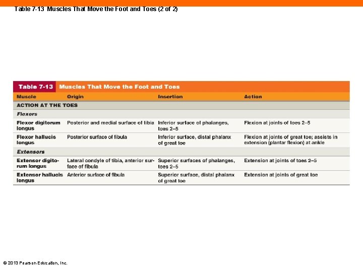 Table 7 -13 Muscles That Move the Foot and Toes (2 of 2) ©