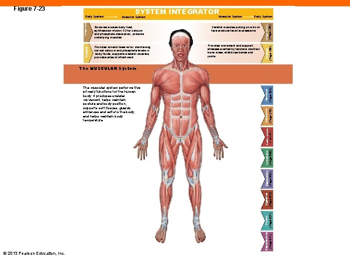 Skeletal Removes excess body heat; synthesizes vitamin D 3 for calcium and phosphate absorption;