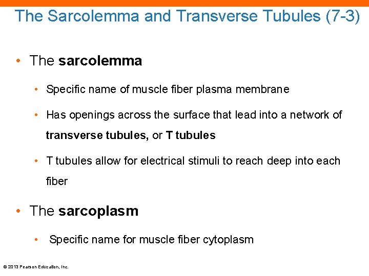 The Sarcolemma and Transverse Tubules (7 -3) • The sarcolemma • Specific name of
