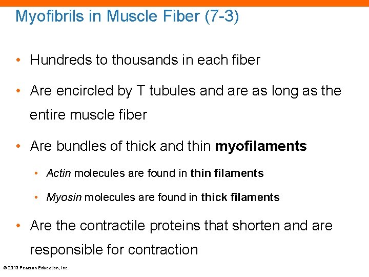 Myofibrils in Muscle Fiber (7 -3) • Hundreds to thousands in each fiber •