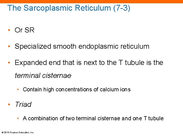 The Sarcoplasmic Reticulum (7 -3) • Or SR • Specialized smooth endoplasmic reticulum •