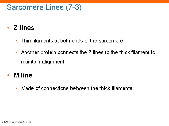 Sarcomere Lines (7 -3) • Z lines • Thin filaments at both ends of