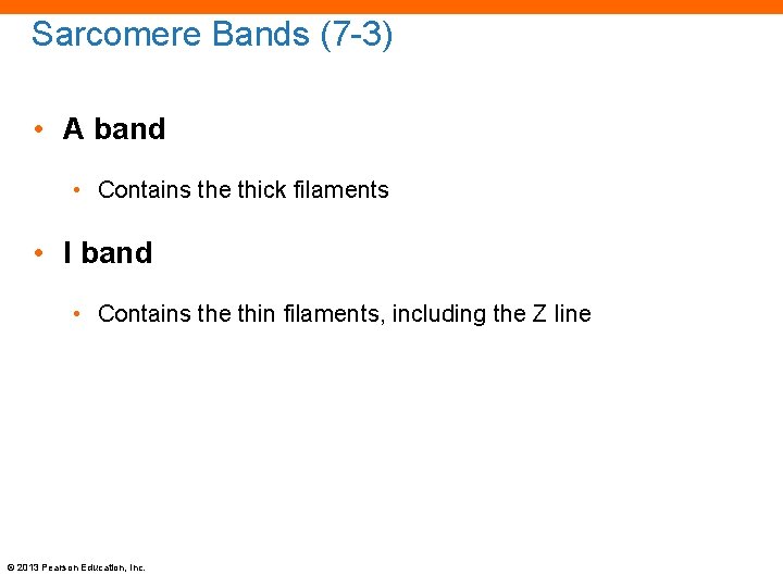 Sarcomere Bands (7 -3) • A band • Contains the thick filaments • I