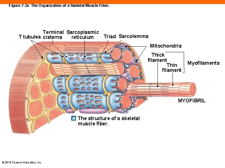 Figure 7 -2 a The Organization of a Skeletal Muscle Fiber. Terminal Sarcoplasmic Triad