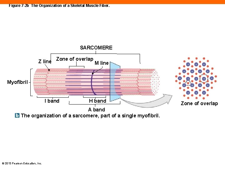 Figure 7 -2 b The Organization of a Skeletal Muscle Fiber. SARCOMERE Z line