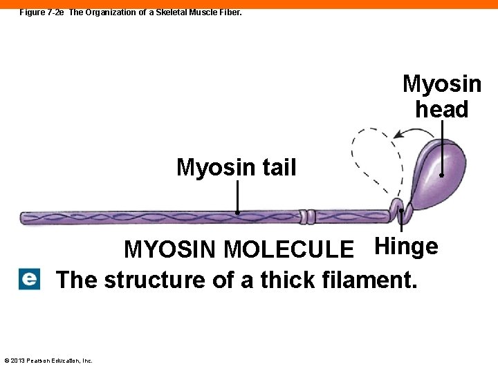 Figure 7 -2 e The Organization of a Skeletal Muscle Fiber. Myosin head Myosin