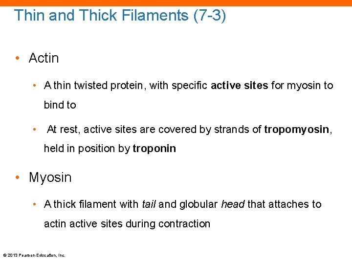 Thin and Thick Filaments (7 -3) • Actin • A thin twisted protein, with