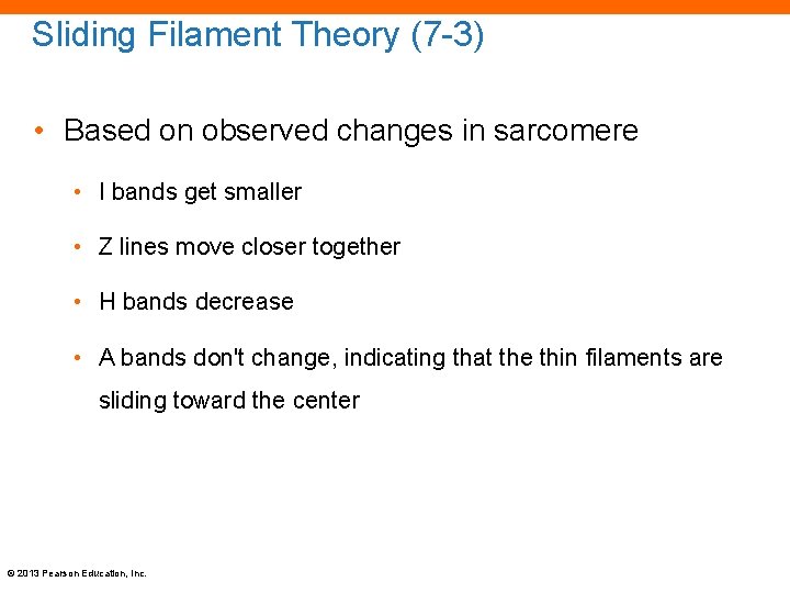 Sliding Filament Theory (7 -3) • Based on observed changes in sarcomere • I