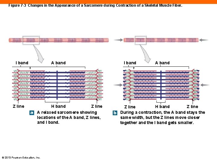 Figure 7 -3 Changes in the Appearance of a Sarcomere during Contraction of a