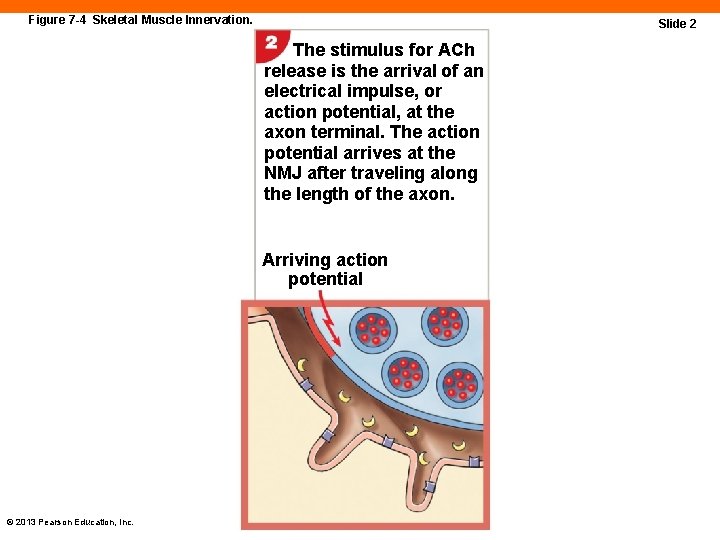 Figure 7 -4 Skeletal Muscle Innervation. Slide 2 The stimulus for ACh release is