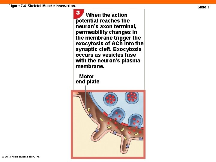 Figure 7 -4 Skeletal Muscle Innervation. When the action potential reaches the neuron’s axon