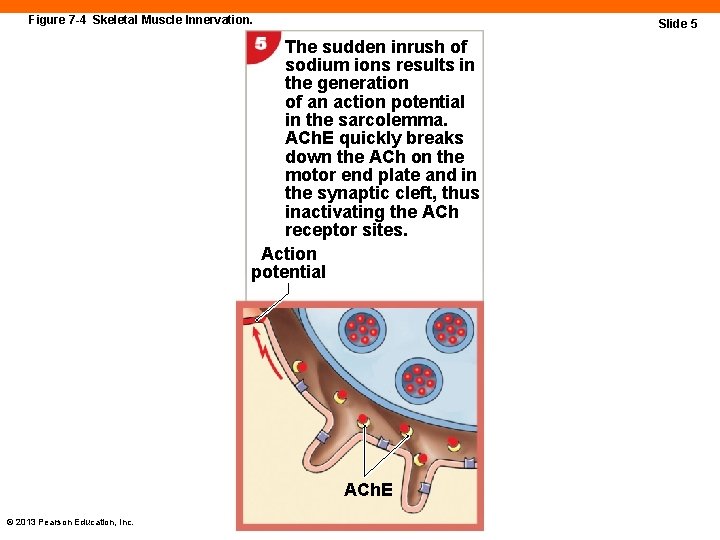 Figure 7 -4 Skeletal Muscle Innervation. Slide 5 The sudden inrush of sodium ions
