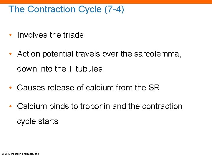 The Contraction Cycle (7 -4) • Involves the triads • Action potential travels over
