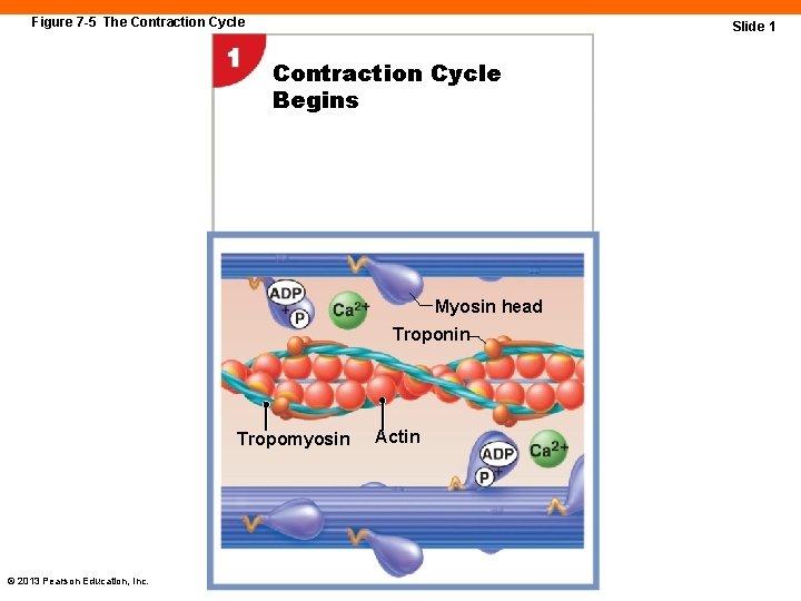 Figure 7 -5 The Contraction Cycle Slide 1 Contraction Cycle Begins Myosin head Troponin