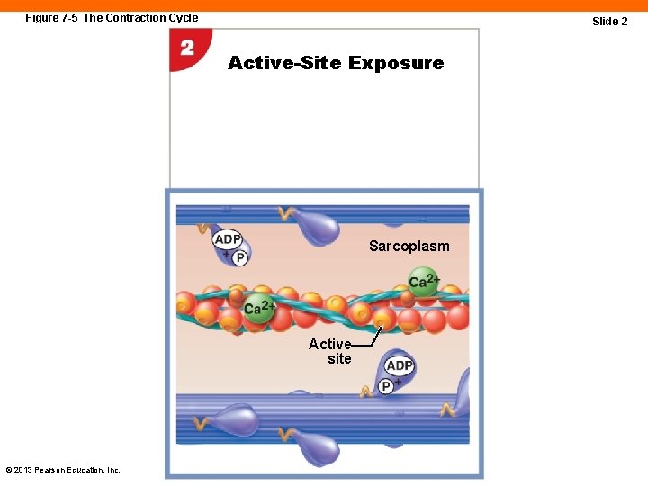 Figure 7 -5 The Contraction Cycle Slide 2 Active-Site Exposure Sarcoplasm Active site ©