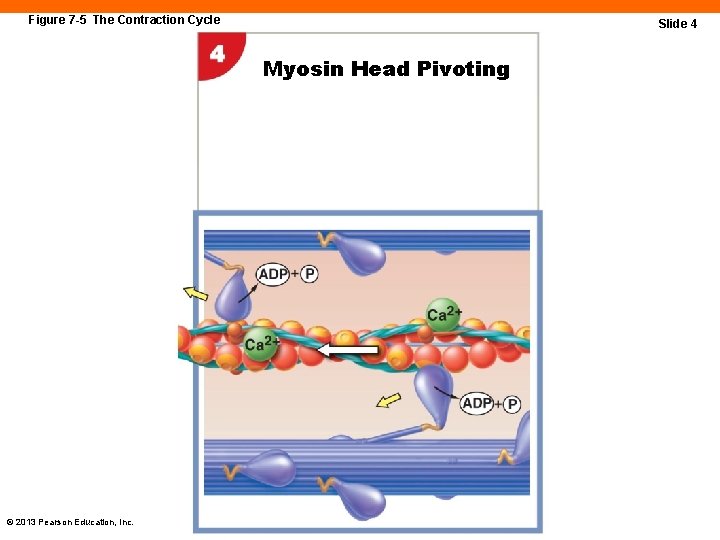 Figure 7 -5 The Contraction Cycle Slide 4 Myosin Head Pivoting © 2013 Pearson