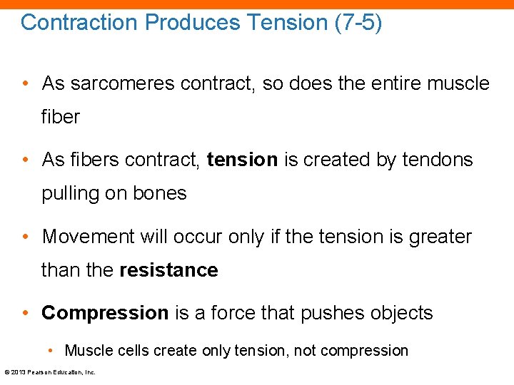 Contraction Produces Tension (7 -5) • As sarcomeres contract, so does the entire muscle