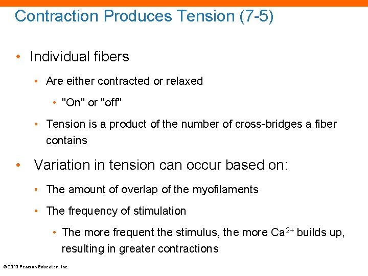 Contraction Produces Tension (7 -5) • Individual fibers • Are either contracted or relaxed