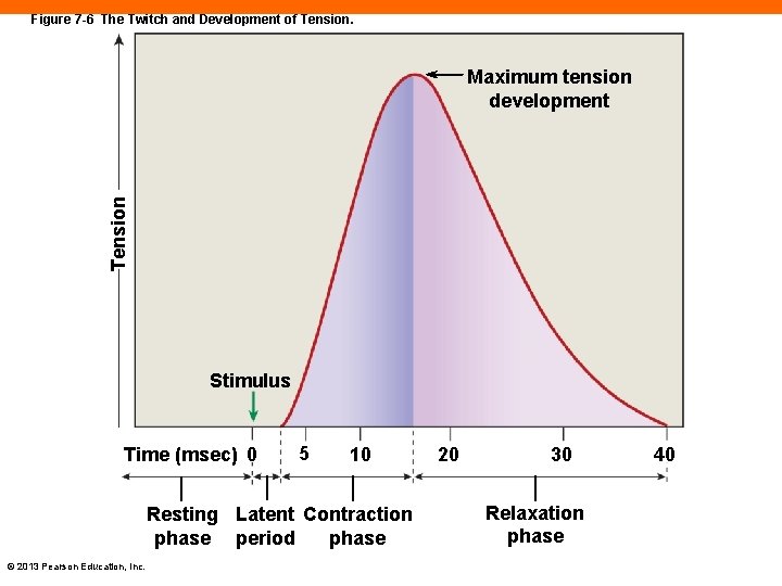 Figure 7 -6 The Twitch and Development of Tension Maximum tension development Stimulus Time