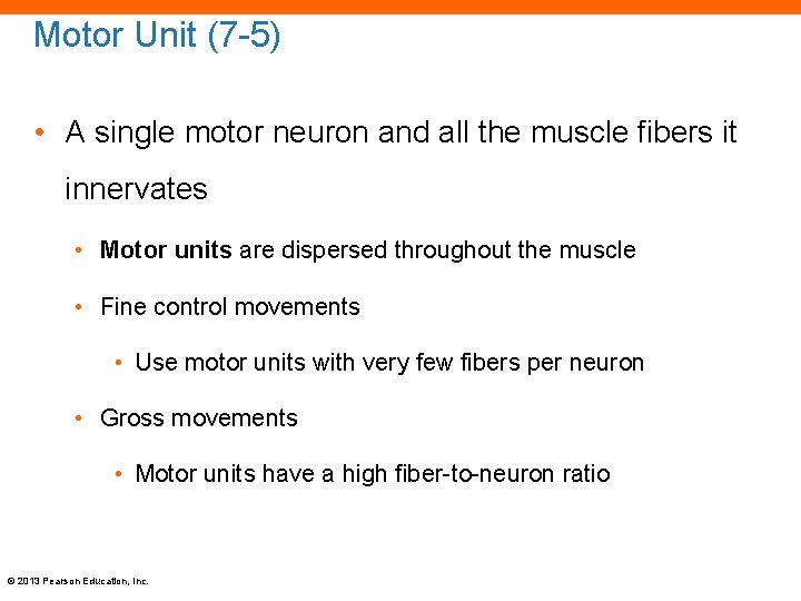 Motor Unit (7 -5) • A single motor neuron and all the muscle fibers