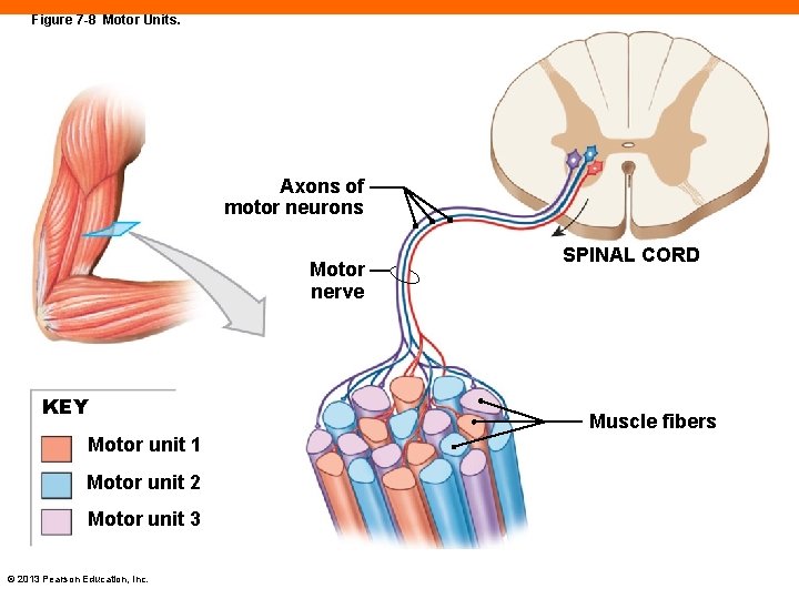 Figure 7 -8 Motor Units. Axons of motor neurons Motor nerve KEY Motor unit