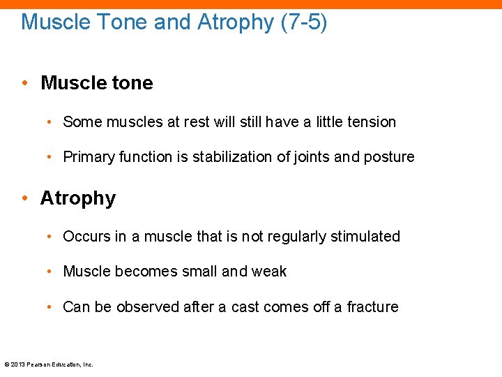 Muscle Tone and Atrophy (7 -5) • Muscle tone • Some muscles at rest