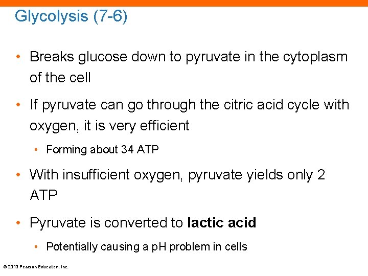 Glycolysis (7 -6) • Breaks glucose down to pyruvate in the cytoplasm of the