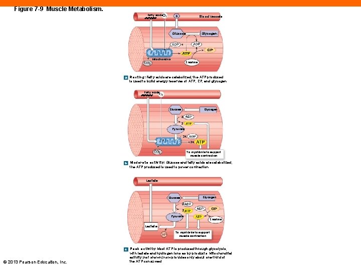 Figure 7 -9 Muscle Metabolism. Fatty acids G Blood vessels Glycogen Glucose Mitochondria Creatine