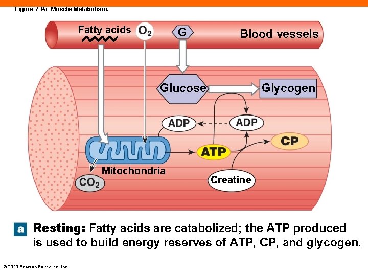 Figure 7 -9 a Muscle Metabolism. Fatty acids G Blood vessels Glucose Mitochondria Glycogen
