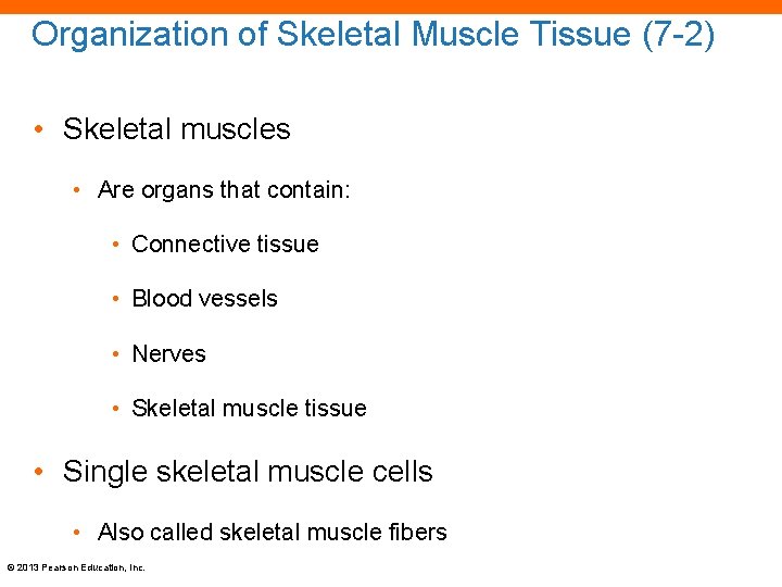 Organization of Skeletal Muscle Tissue (7 -2) • Skeletal muscles • Are organs that