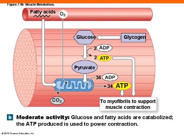 Figure 7 -9 b Muscle Metabolism. Fatty acids Glucose Glycogen 2 2 Pyruvate 34