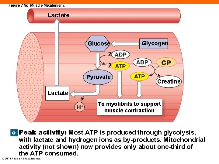 Figure 7 -9 c Muscle Metabolism. Lactate Glucose Glycogen 2 2 Pyruvate Creatine Lactate