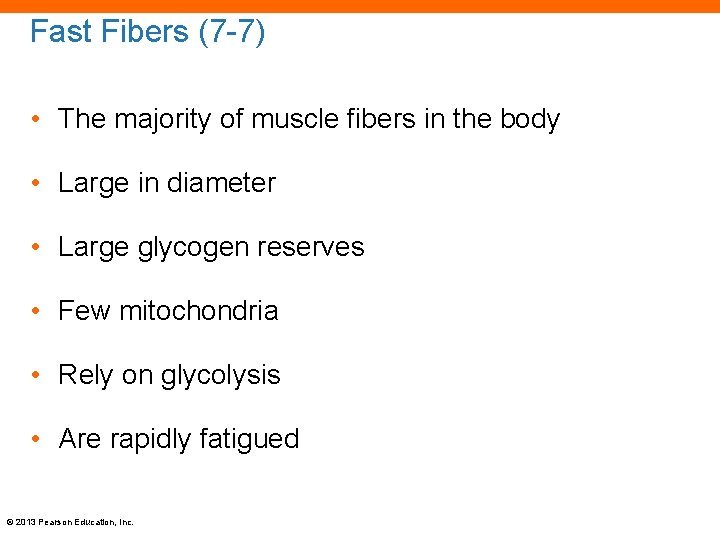 Fast Fibers (7 -7) • The majority of muscle fibers in the body •