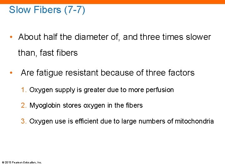 Slow Fibers (7 -7) • About half the diameter of, and three times slower