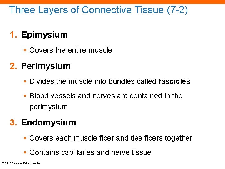 Three Layers of Connective Tissue (7 -2) 1. Epimysium • Covers the entire muscle