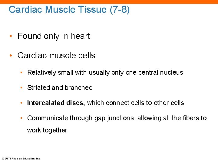 Cardiac Muscle Tissue (7 -8) • Found only in heart • Cardiac muscle cells