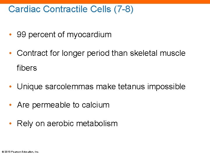 Cardiac Contractile Cells (7 -8) • 99 percent of myocardium • Contract for longer